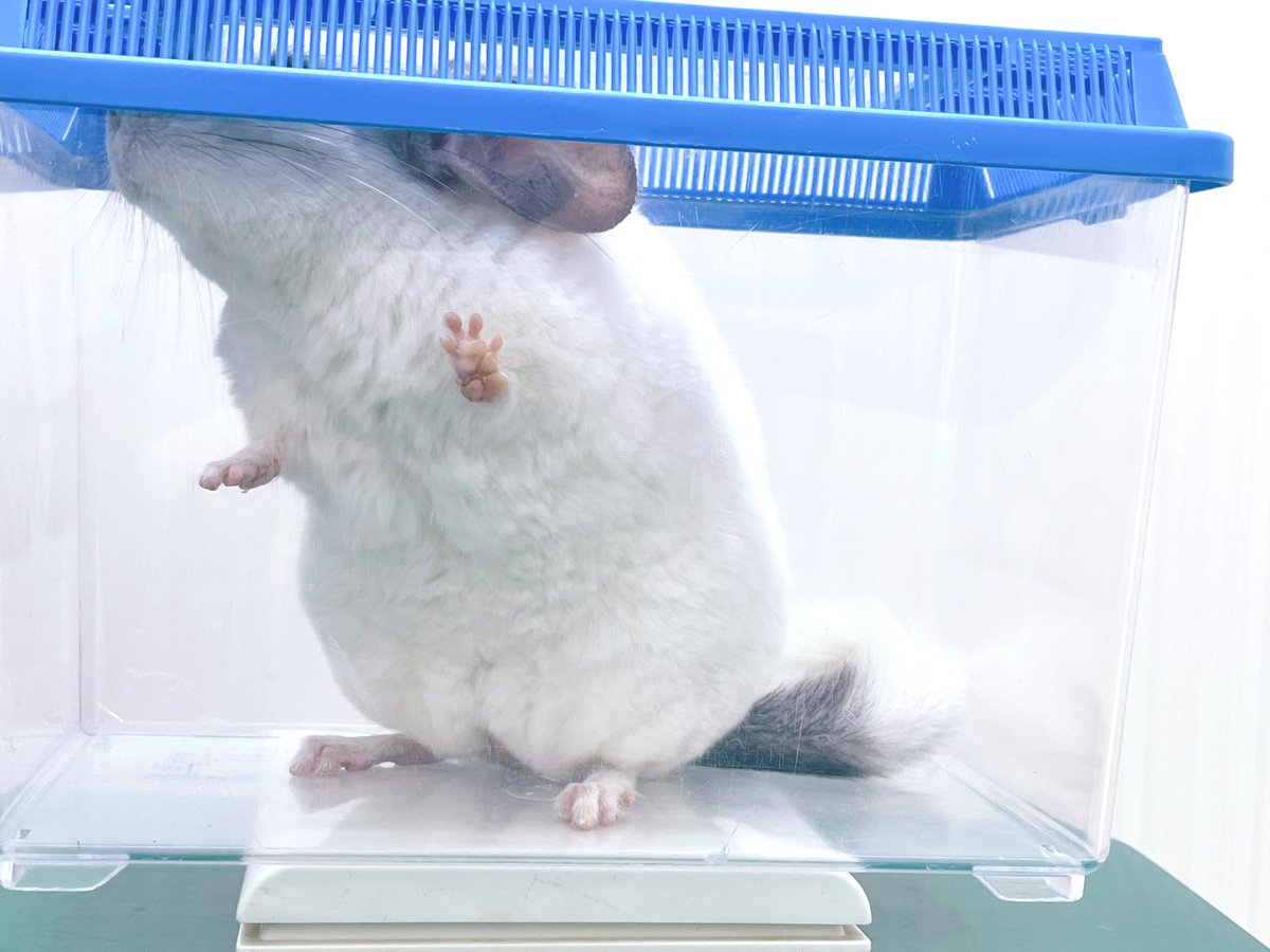 半年に一度の健康診断に行ったけど健康すぎて診察料だけで帰されたねずみです