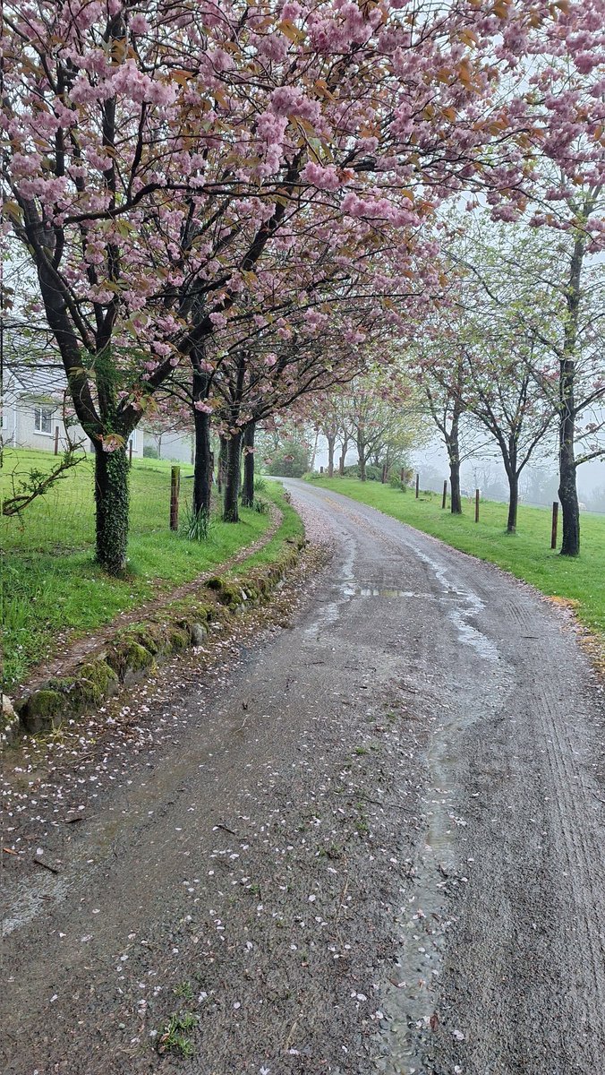 When they finally appear the rain comes and theystart to  dissappear