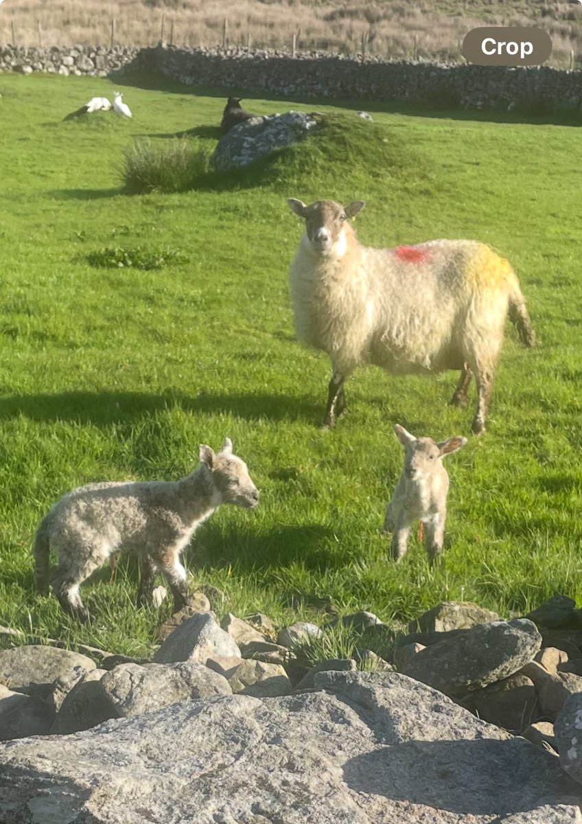 Morning.. #Lambing2025