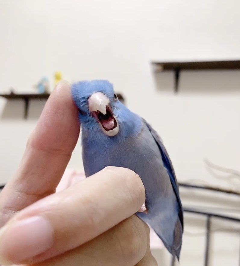 可愛いぺーちゃん☺︎

#ぺーちゃんのほう