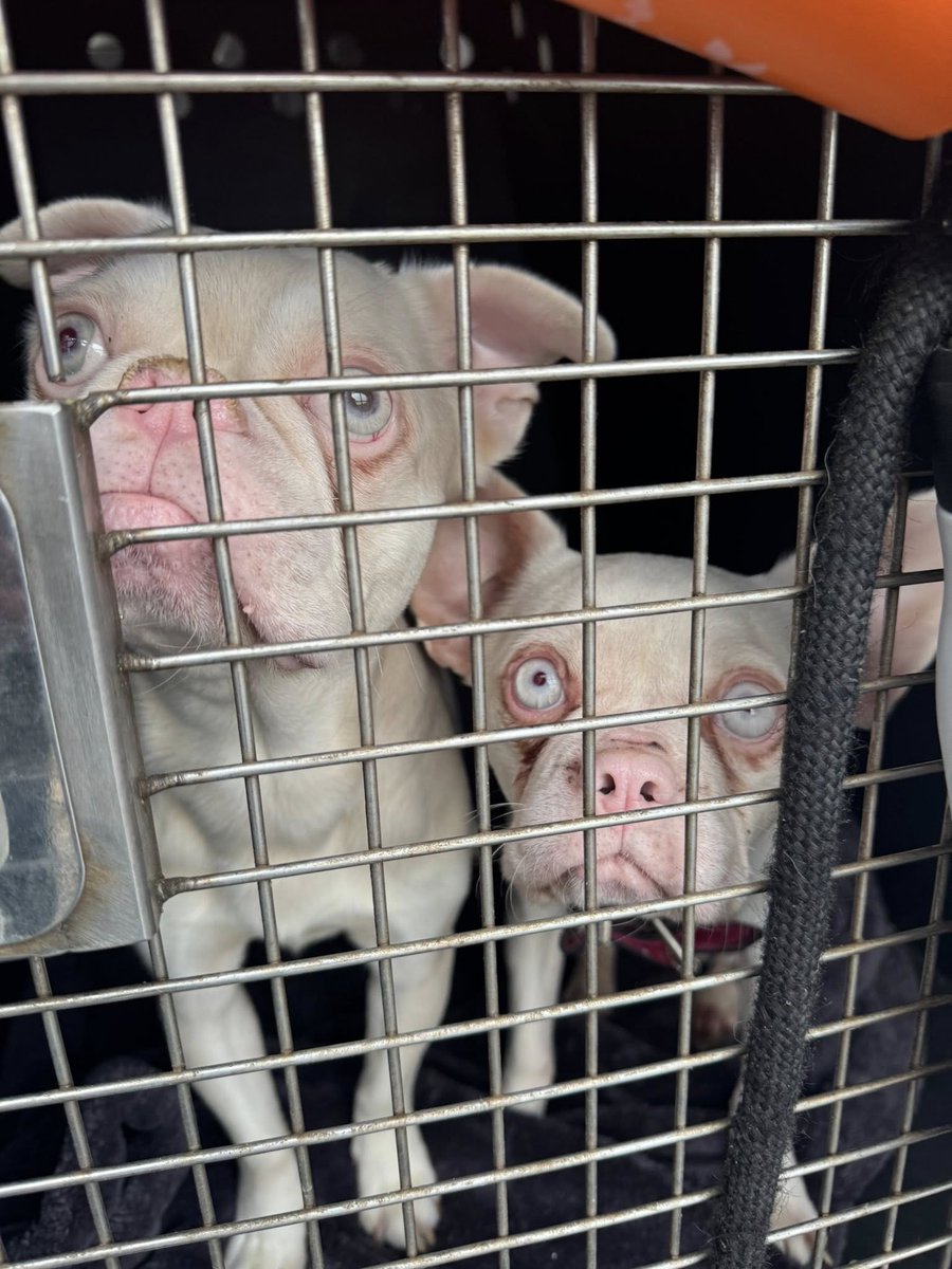 AdoptionsUk's tweet photo. Please retweet, another 2 small dogs DUMPED by a breeder #Sefton #Merseyside #UK 26 April 2025
These two beautiful souls were handed in yesterday to the PDSA. Words and emotions can’t describe how I feel. The female is the worst of the two. I can feel every bone in her small body. She shows signs of being used as a cash cow‼️‼️
They are walking on the long nails that are protruding. They smell awful and feel greasy to the touch. Their breath is wormy. YET they are so loving and trusting. They jump in my arms for love and cuddles. 
The staff at the PDSA in #Kirkdale were amazing. Both got a thorough check by the vet and nurses and cuddles for them were unlimited. 
I was kindly given tissues to wipe the tears that were streaming. 
No sentient creature deserves this. 
There are food banks for dogs in this amazing city. There are vets like the Pdsa that can provide treatment at low cost. There simply is no excuse. 
They will both be going to Cheshire dogs home today for the long awaited care they deserve and need. 
She will be spayed after her 7 days as her puppy churning days are over and he will be neutered. I have no doubt they will find forever, caring homes, unlike many pour souls that end up in limbo. For their owners, well, I have to stay professional, but my thoughts scream karma. 
Please reach out for help. Don’t ever let your dogs feel and look like this. 
Your safe now Pinky and Perky (best I could come up with at the time 🤣). 
At least your were dropped off to a safe place and not left to fend for yourselves. 
Microchips not up to date (surprise !). Any information on their owner/s please message me in private. Your anonymity is guaranteed.

Original post on facebook
https://t.co/LkOiOqEdts
Contact Sefton Council Dog warden 
07376 280843

Seftonstraydogs@yahoo.com

https://t.co/5U3JjFekOd

Please tag your MP, ask for a halt to licensed and unlicensed breeding !! Haven't we seen enough of this cruelty? #UK 

@DefraGovUK @DanielZeichner @NickDixonITV @rickygervais @P_Wicks01 @AlisonHammond @The_Blue_Cross @DogsTrust @FrenchieandFF 
@domdyer70 @PeterEgan6 @RSPCA_official @APDAWG1 @Dogs4Rescue @BBCNews @Nightowl400 @GMB @Nigel_Farage @UKLabour @Conservatives #England #London @RosieDuffield1 @AnimalWoodfield #Liverpool 
 @DannyVet @RupertLowe10 @SteveReedMP @CatherineFookes @Sureena4WNE @andreajenkyns @BritishVets @DefraGovUK @marcthevet @lorraine @clarebalding @Channel4
@itvnews @ITV @BBC @RoyalFamily @KensingtonRoyal
#Liverpool #Manchester #Wirral  #FrenchBulldogs @TheKennelClubUK @Keir_Starmer @RishiSunak @LibDems @GBNEWS @EamonnHolmes @PDSA_HQ