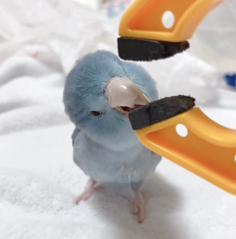 可愛いマメちゃん☺︎