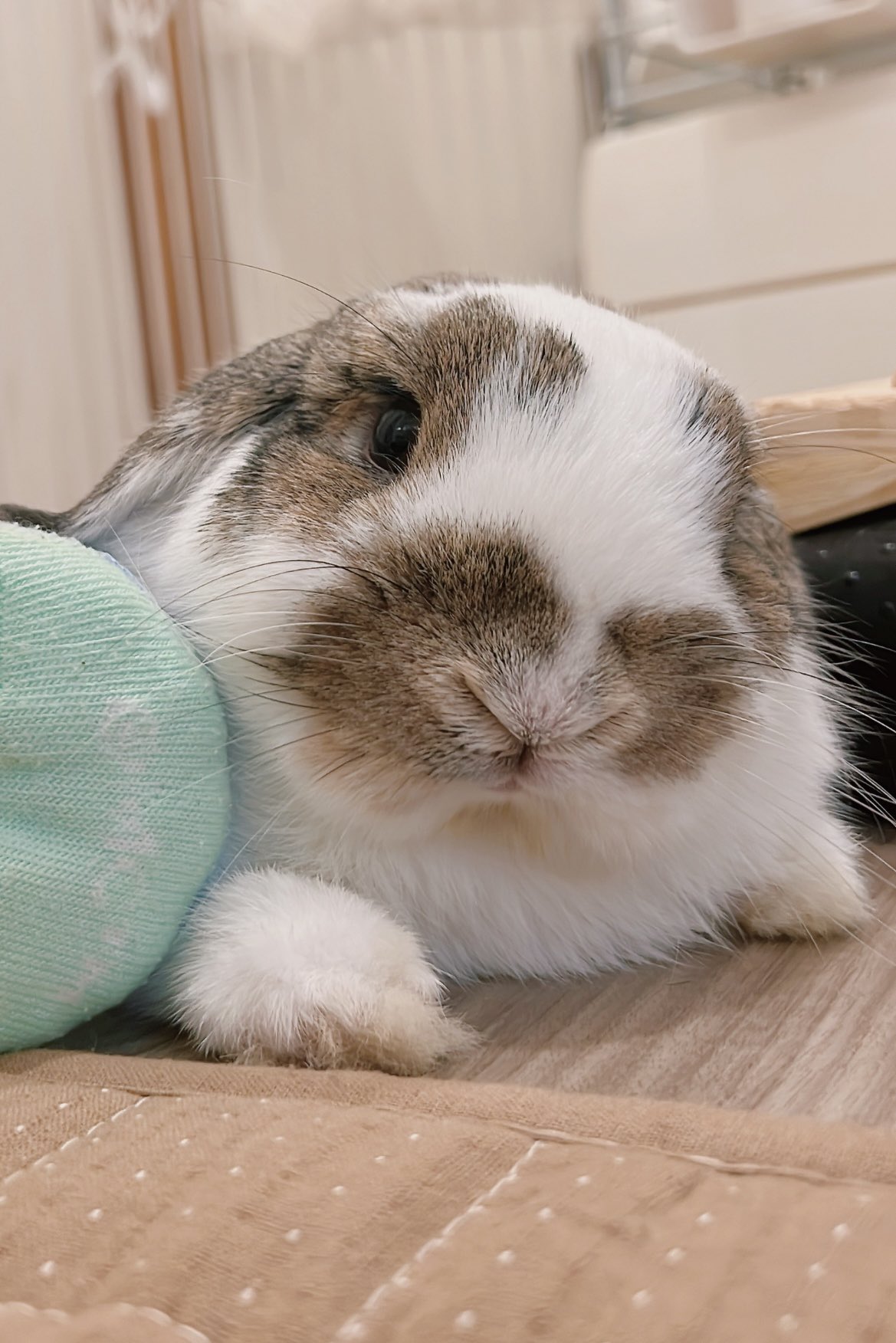 うさぎのうさじ on X: うさぎのうさじ on X: