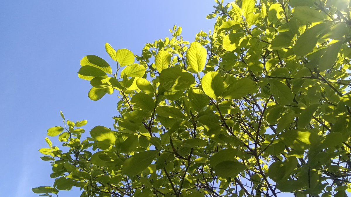 kunisakijuku's tweet photo. 国東夢道塾です。
【#卯月】
植物が緑みどりする4月。
写真は #木蓮の葉 と #梅の実 です。
#国東夢道塾 #国東市 #国東 #公営塾 #Birth47 https://t.co/WumE02bWNf