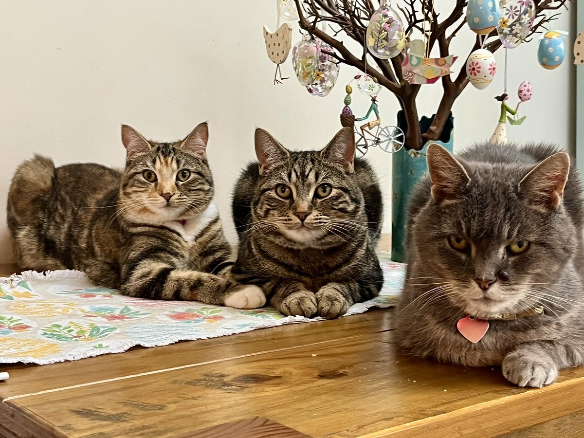 Malcolm & Baby Dog tweet media