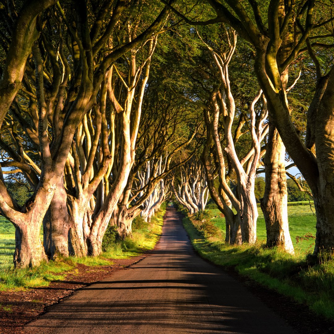 theirishhorizon's tweet image. Walk the Dark Hedges in Antrim—an eerie, magical beech tree tunnel made famous by Game of Thrones!
Perfect for photos, quiet walks &amp;amp; GOT fans. Go early for the best light! 

#DarkHedges #NorthernIrelandTravel #Antrim #GameOfThrones #HiddenGemsIreland #TheIrishHorizon