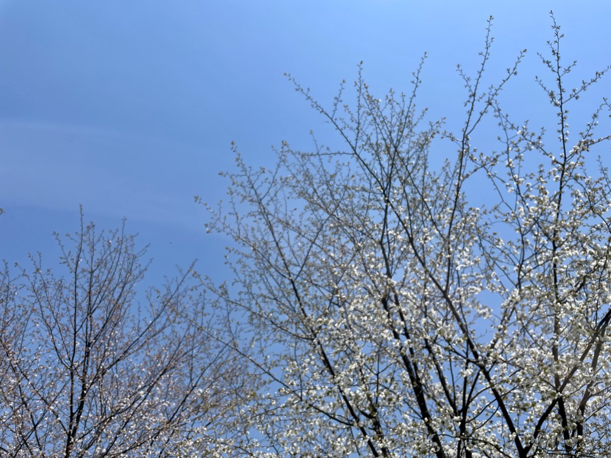 uduki_monroe's tweet image. 残雪のGelände

隣の貯水池には桜の花筏

❄️&amp;amp;🌸
今だけのcollaboration

山の気を皆さまへ

清々しい4月last Saturday 

#latespring