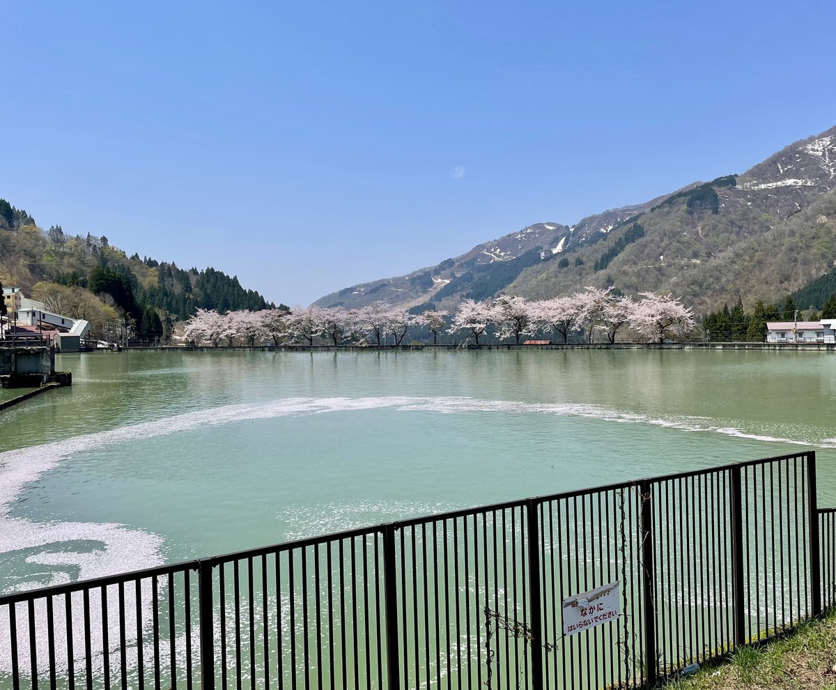 uduki_monroe's tweet image. 残雪のGelände

隣の貯水池には桜の花筏

❄️&amp;amp;🌸
今だけのcollaboration

山の気を皆さまへ

清々しい4月last Saturday 

#latespring