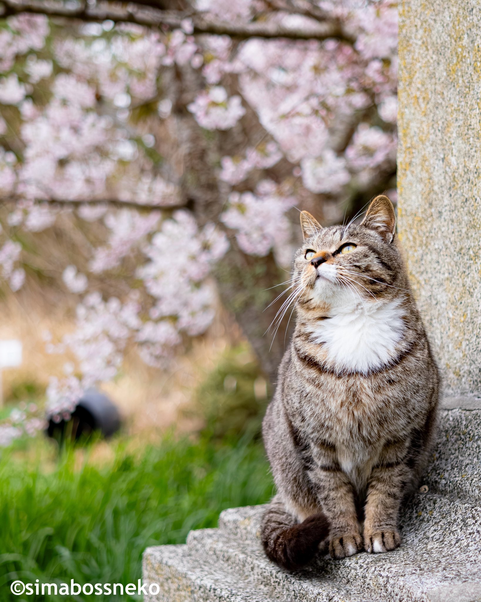 simabossneko 写真集「島にゃんこ」発売中 (@simabossneko) / X