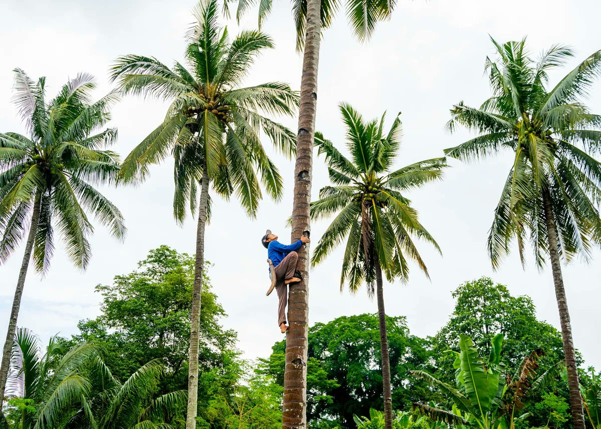Zoe Schneeweiss (@zschneeweiss) on Twitter photo Coconuts get pricier as poor weather drives global shortage bloomberg.com/news/articles/… via <a href="/ByAnuradha/">Anuradha Raghu</a> Coconuts get pricier as poor weather drives global shortage bloomberg.com/news/articles/… via <a href="/ByAnuradha/">Anuradha Raghu</a>