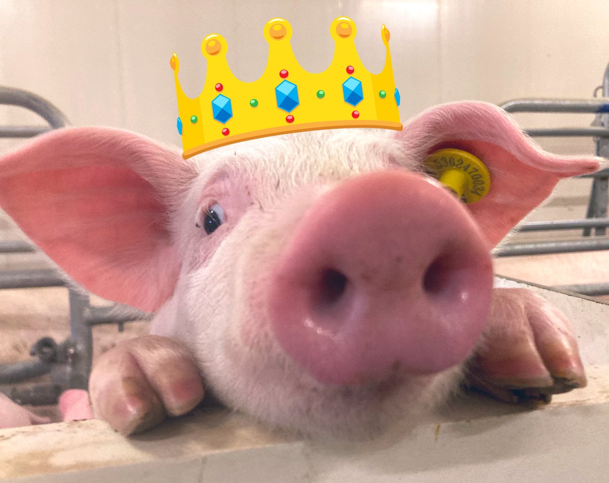 sabinegrobbink's tweet image. #Koningsdag 
#Goedemorgen 👑❤️🐷
Vanuit de Schatkamers ✨🐷✨van ons Kasteel 🏰