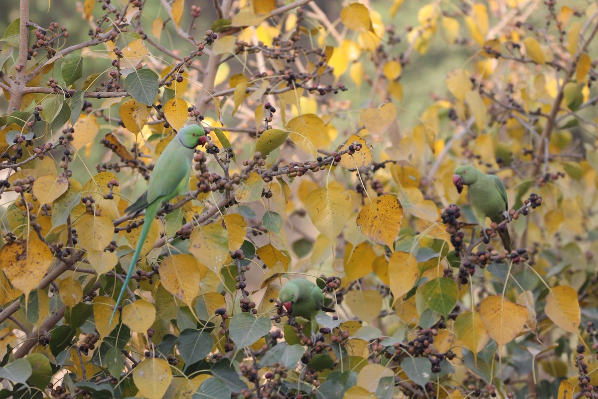 Rose-ringed Parakeet 
#birds #birdwatching #IndiAves #TwitterNatureCommunity #BalconyBirding #Parrots