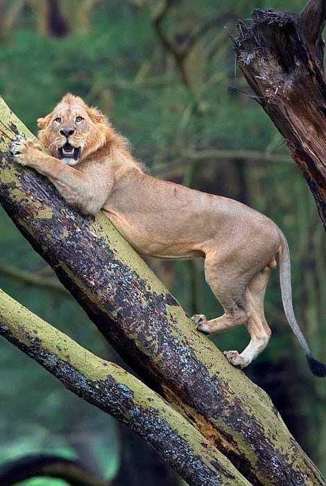 AfricaFirsts's tweet photo. When the king absconds.

In a rare turn of events, a lion found itself fleeing for its life, chased by an unlikely herd of buffaloes at Lake Nakuru National Park in Kenya 🇰🇪

Desperate for safety, it took the high road, literally, climbing a tree! https://t.co/YUIgHz2PG8