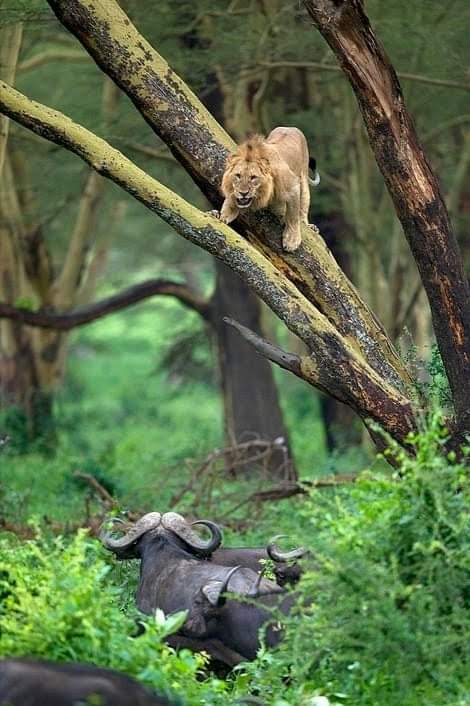 AfricaFirsts's tweet photo. When the king absconds.

In a rare turn of events, a lion found itself fleeing for its life, chased by an unlikely herd of buffaloes at Lake Nakuru National Park in Kenya 🇰🇪

Desperate for safety, it took the high road, literally, climbing a tree! https://t.co/YUIgHz2PG8