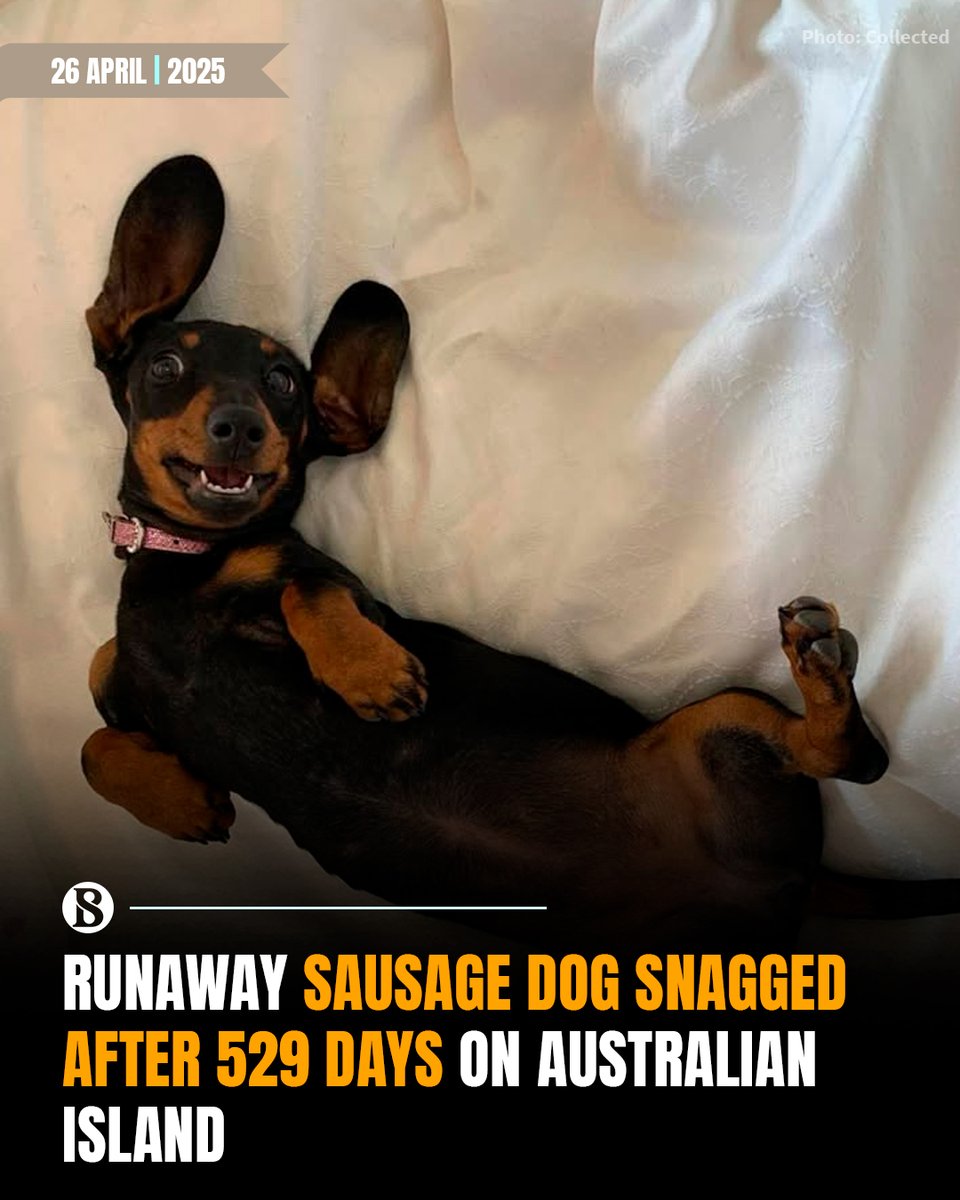 tbsnewsbd's tweet image. A runaway sausage dog named Valerie has been captured after a 529-day adventure, transfixing Australia as she roamed an island teeming with kangaroos, possums, koala bears and penguins.

Link in Comments

#sausagedog #valeriedog #snagged #australianisland #TBSNews