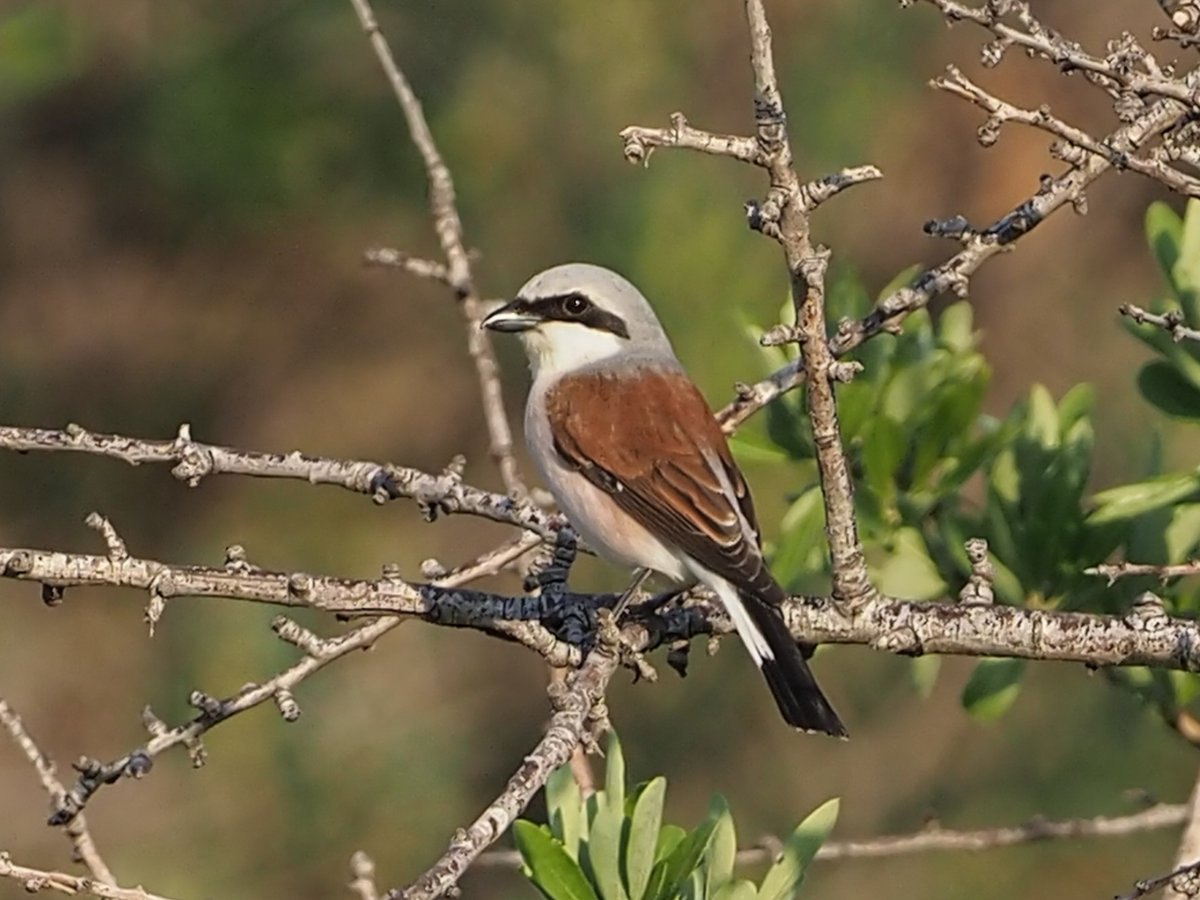 Day 5 Lesvos. A pair of Great Spotted Cuckoo put on quite a show near Molyvos reservoir. The male would often feed a grub to the female, standing on her back in doing so.
Other birds today included Little Bittern, Red-backed Shrike, Tawny Pipit, and Short-toed Lark.