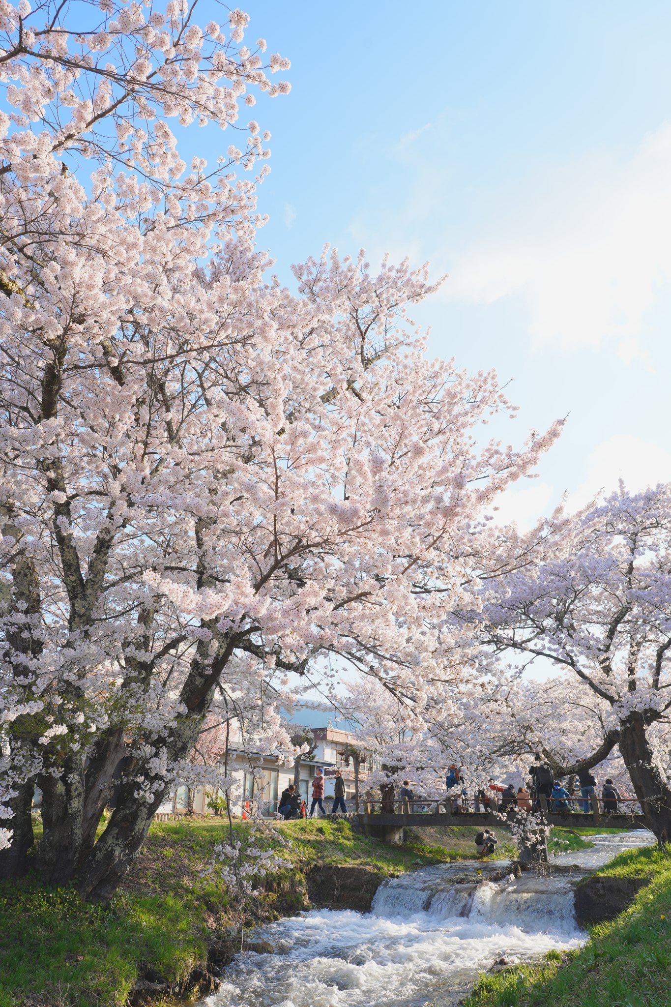 Amazon.co.jp: 道楽全集の内 遊廓穴さがし 著：宮川桜塘 閲