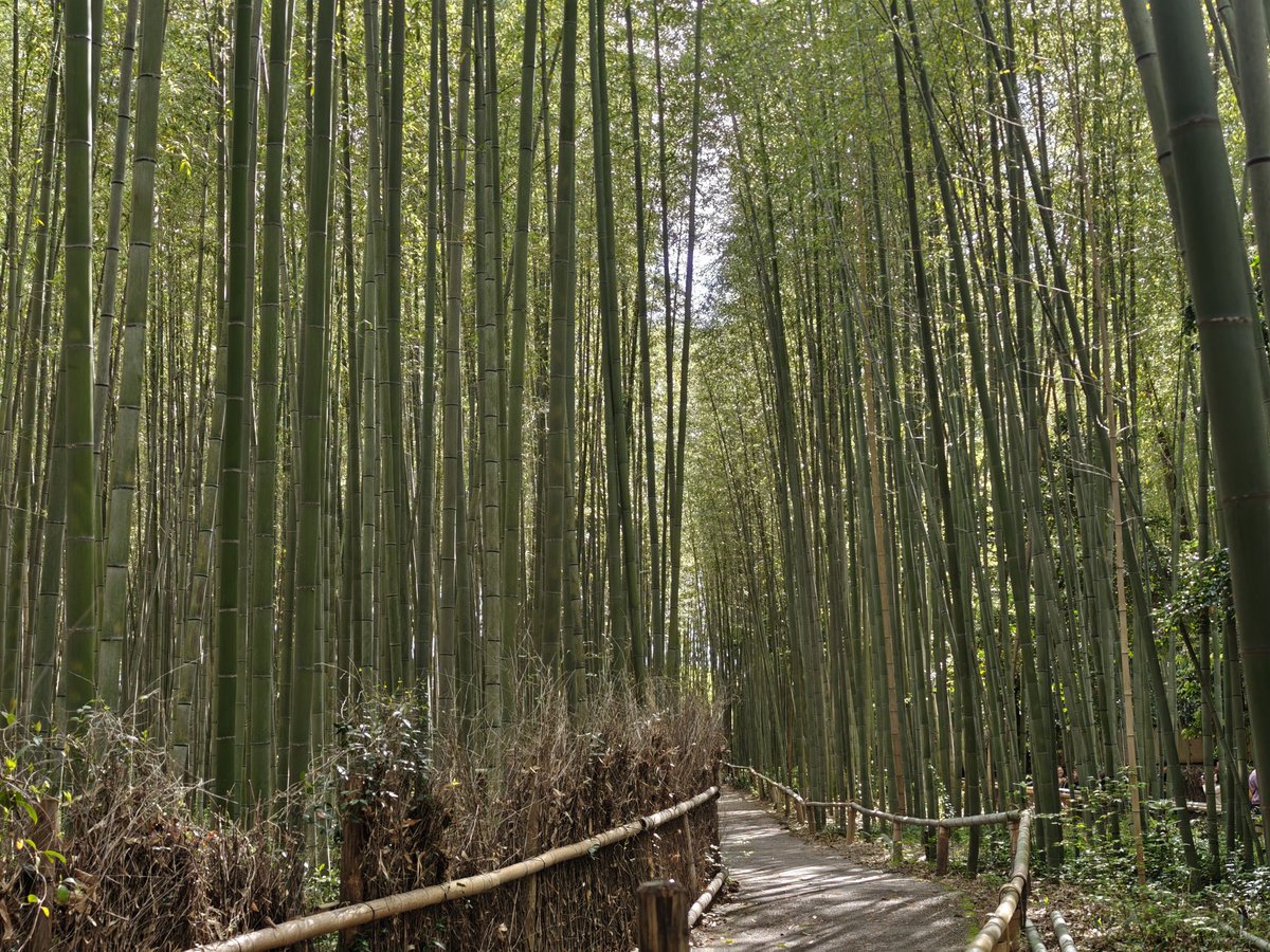 elvsvle's tweet photo. Kyoto was amazing, onwards to the next destination! https://t.co/fKLgLeKakc