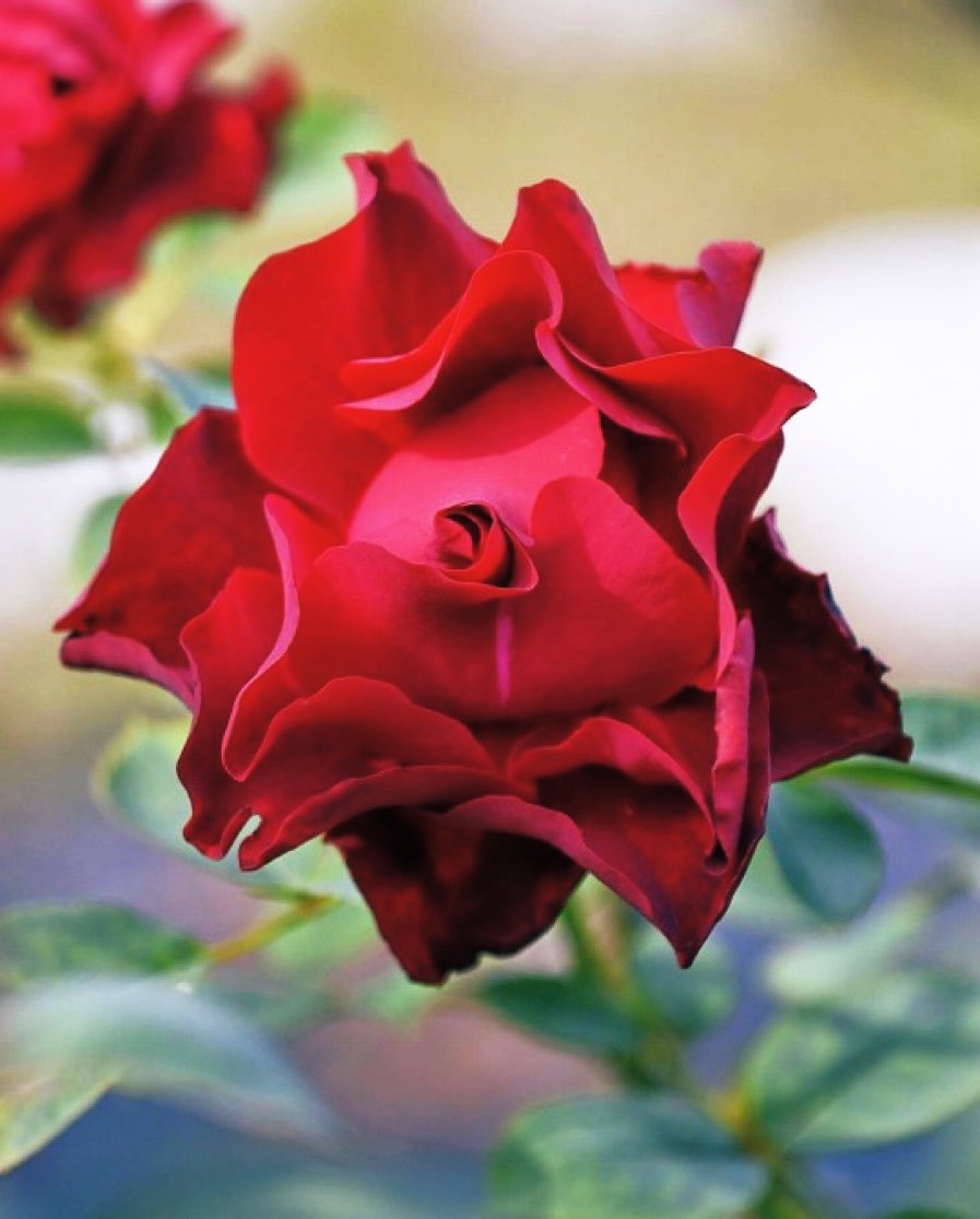 AnitaBacha's tweet photo. I jilt geraniums
For gorgeous red roses-
On my balcony
#inkMine #prompt #jilt #haiku #HaikuSaturday https://t.co/dNgOF1m9jR