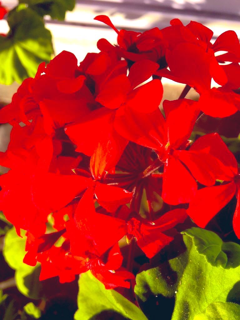 AnitaBacha's tweet photo. I jilt geraniums
For gorgeous red roses-
On my balcony
#inkMine #prompt #jilt #haiku #HaikuSaturday https://t.co/dNgOF1m9jR