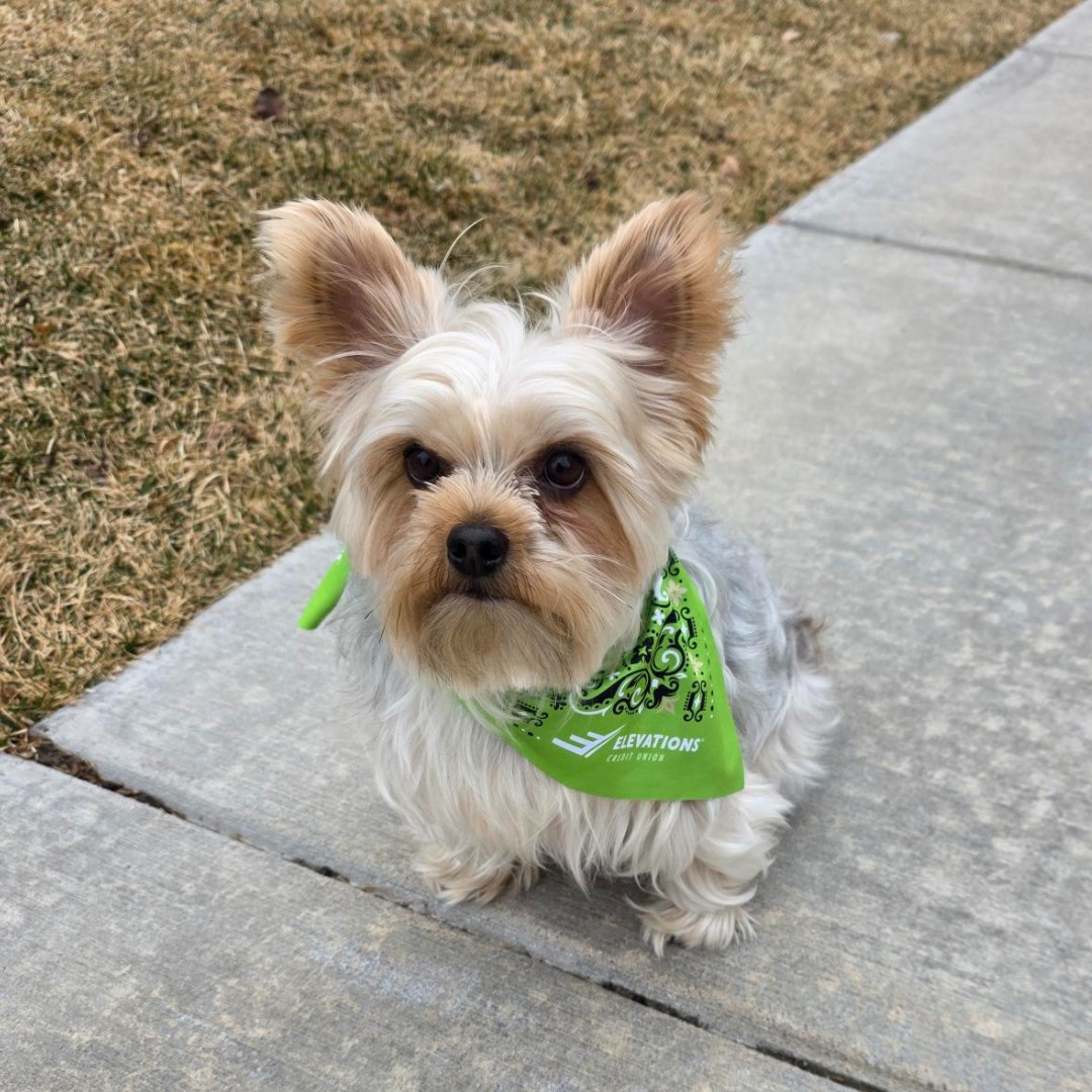 Charlie takes a few things very seriously: perfect walks, endless belly rubs, and making sure his cookie count never drops! 🍪🐶 
You wouldn’t short him on treats… right?! 👀 

#CharlieCountsCookies #ElevationsCU #SeriousAboutSnacks