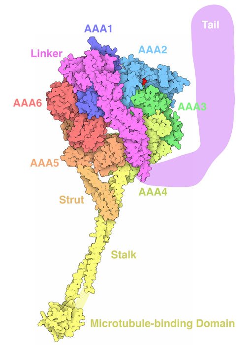 dr_robinmalloy's tweet image. MIKRO UND MAKRO 🩸🧬🦠🧫🧪🌍🪐

#Dynein
The motor protein dynein transports cellular cargo along microtubules

pdb101.rcsb.org/motm/176