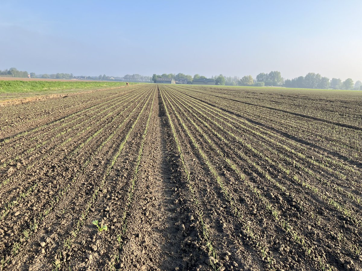 Jack Simons tweet media