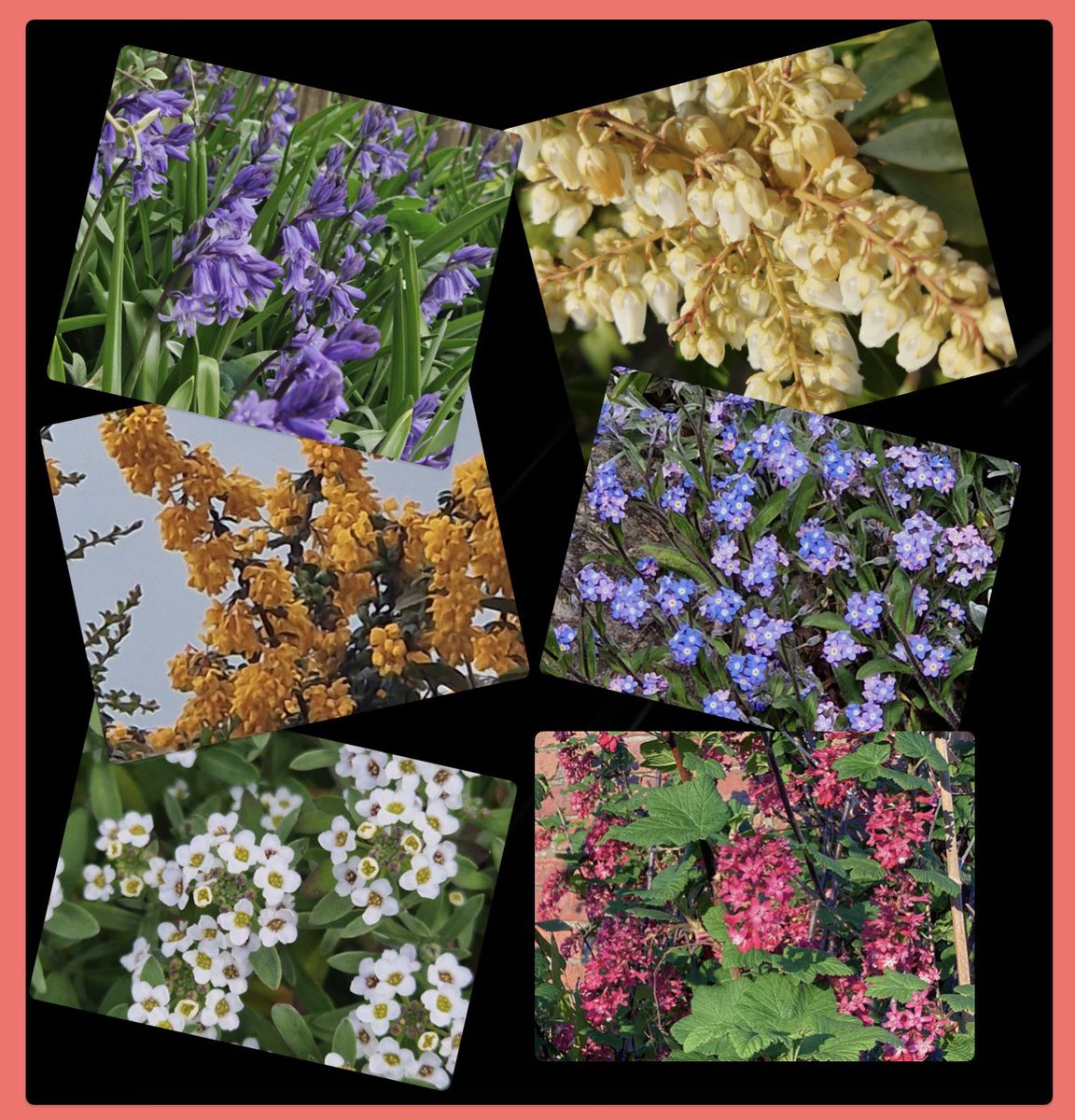 AntheaJames3's tweet photo. #GoodMorningEveryone Happy Saturday #TwitterFriends lots of bits of loveliness in the garden for #SixOnSaturday Hope your day goes well.. take care 🥰🌹 #SaturdayVibes #Bluebells #Pieris #DarwinsBarberry #ForgetMeNots #Alyssum #RedCurrant #GardeningTwitter https://t.co/sio27U3g0r