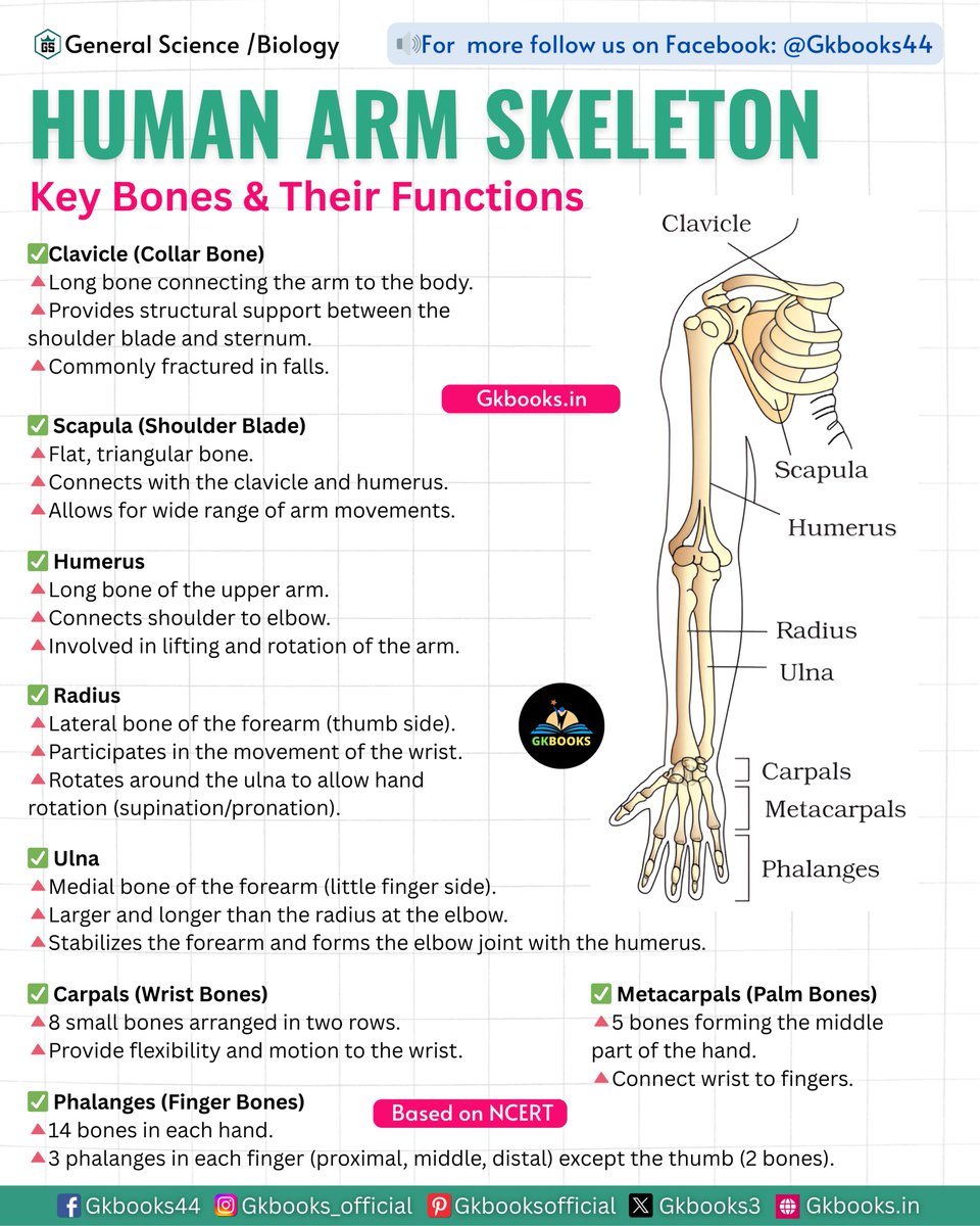 Crack the Code of the Human Arm Skeleton!