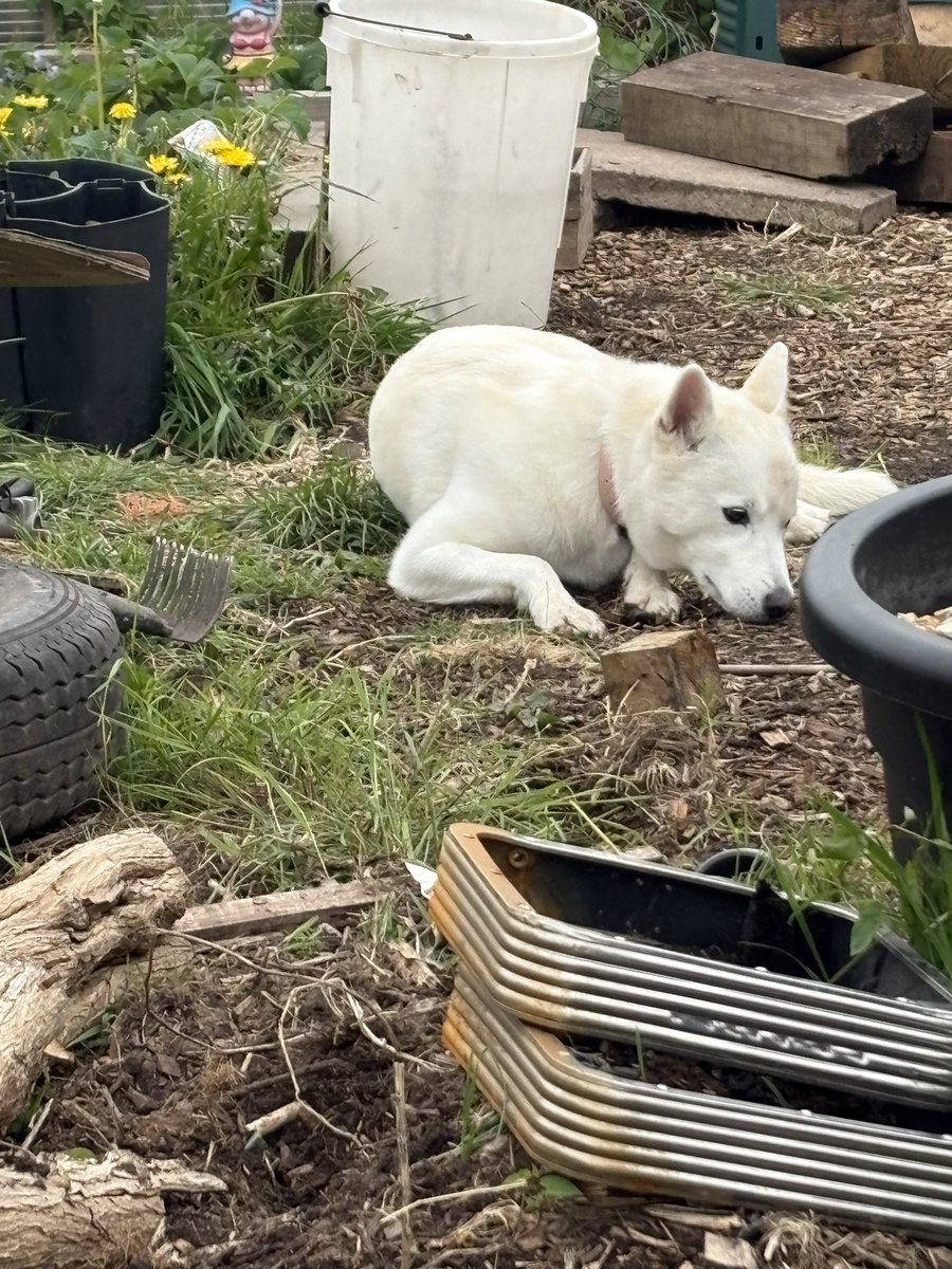 More work going on at the allotment it’s been an emotional couple of weeks but we got this <a href="/RigbyHsch/">Rigby Hall School</a> ht