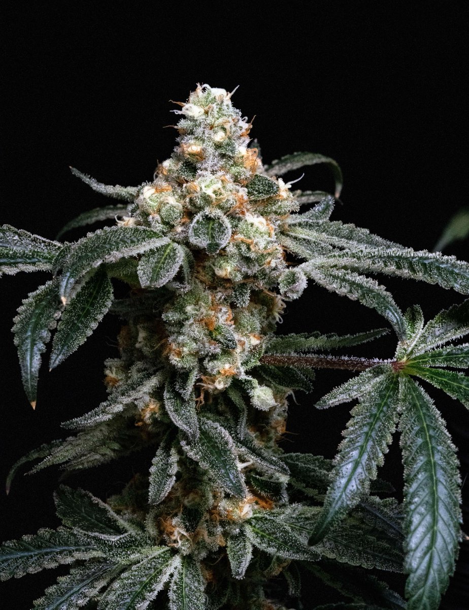 Knock-Out 🔥
Grown/Photo by Chunk Mangione (Discord)
Bred by #SquareOneGenetics
square1genetics.com/approved-vendo…
#cannabis #cannabiscultivation #nugshot
