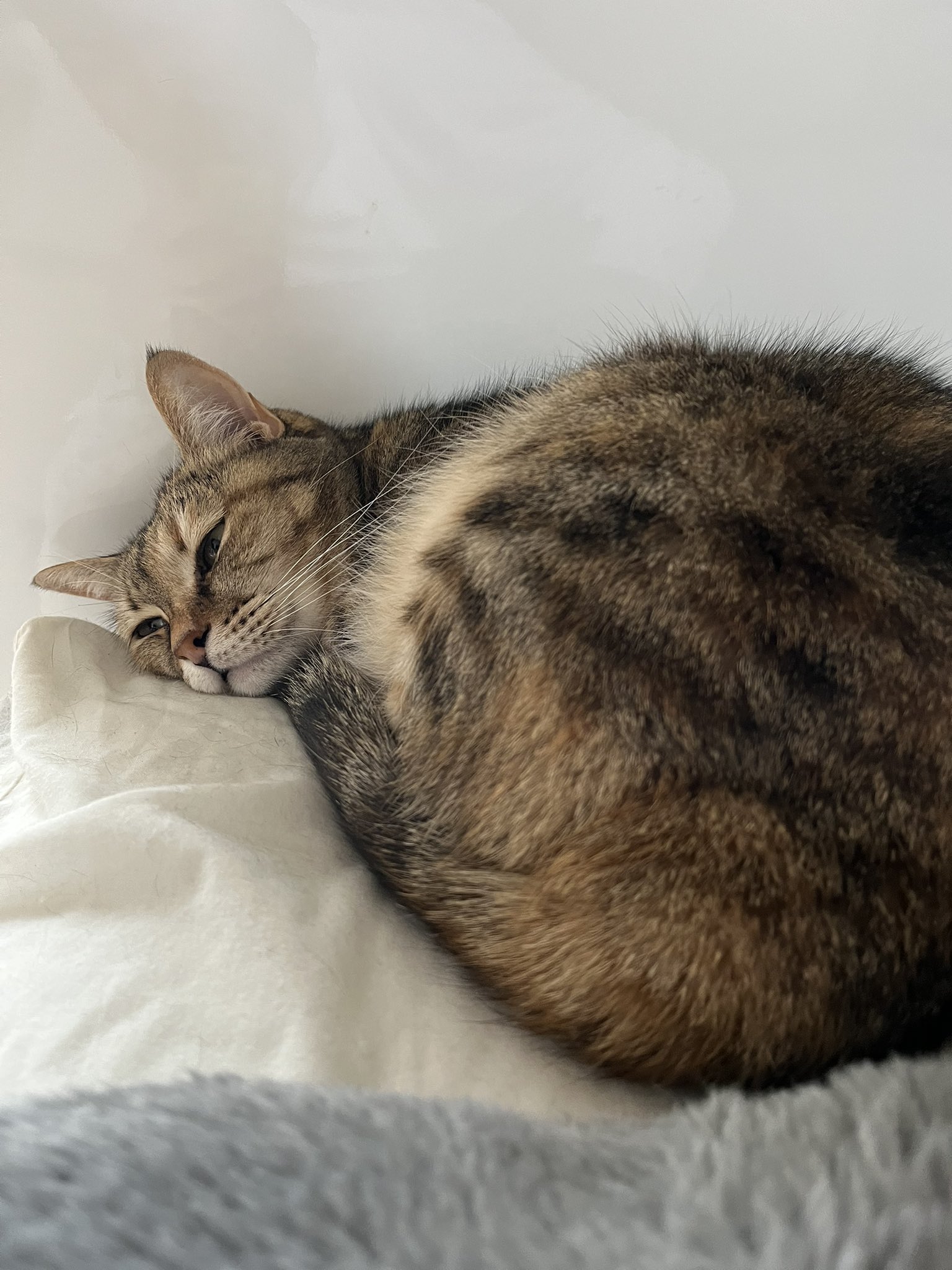 猫は「寝る子」が語源？ 猫の睡眠にまつわる5つのヒミツ｜ねこの