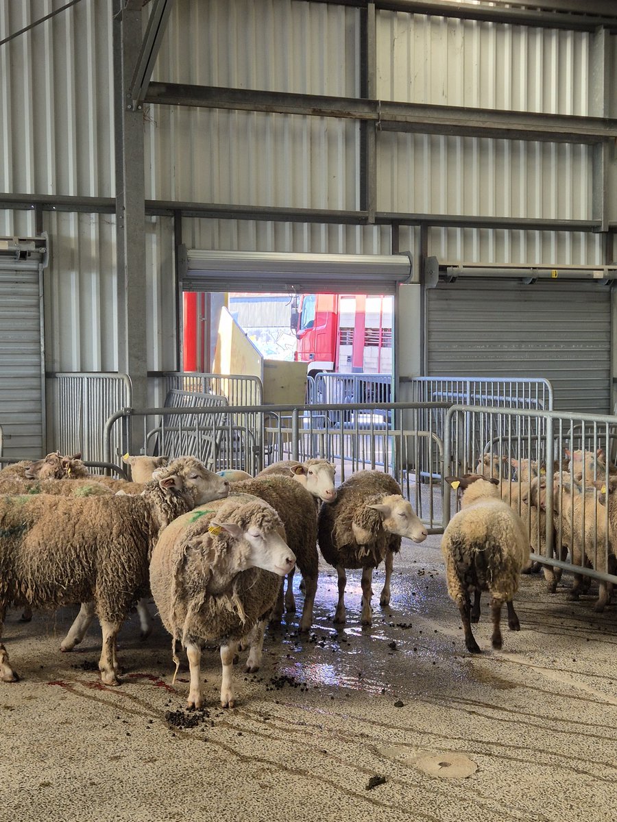 Charles Pillet 🐑 tweet media