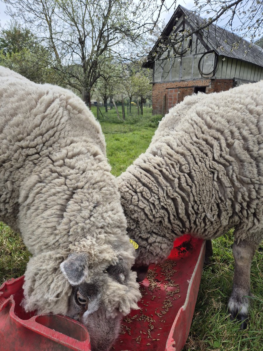 Charles Pillet 🐑 tweet media