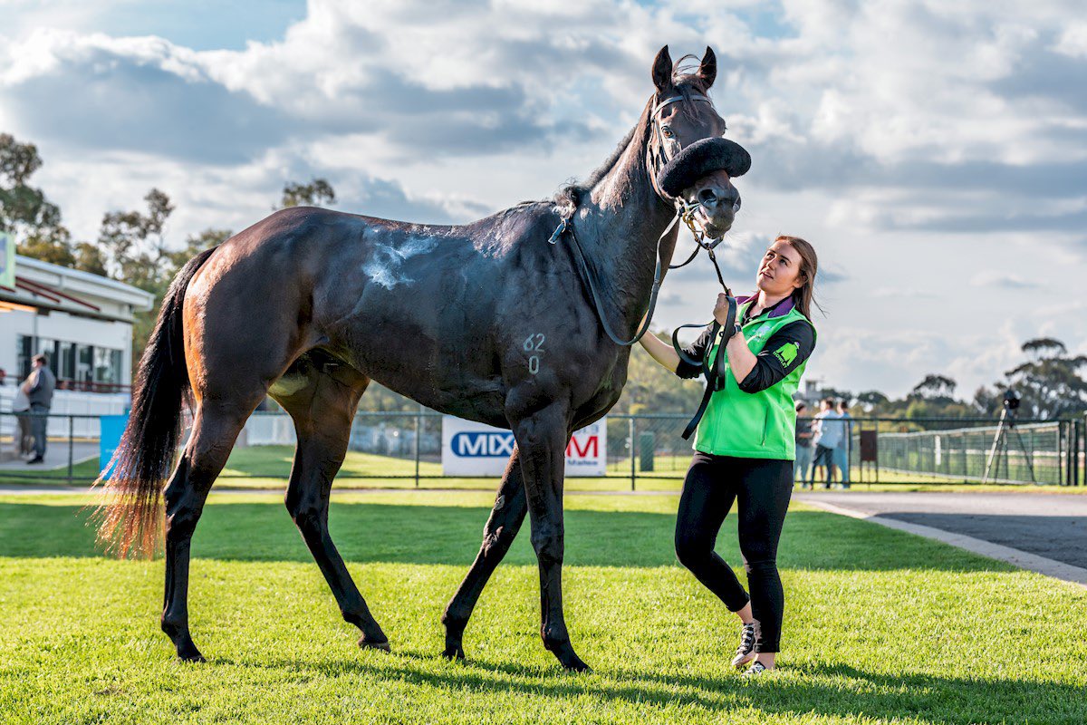 Liam Howley Racing (@howleyracing) on Twitter photo A very rewarding win with She Said winning again <a href="/horshamracing/">Horsham Racing Club</a> today. Full credit to the team who have worked hard to get this mare into form and a big congratulations to her owners. Another lovely ride from Alana Kelly #win #horsham #offthetrack #persistence #highlandreel A very rewarding win with She Said winning again <a href="/horshamracing/">Horsham Racing Club</a> today. Full credit to the team who have worked hard to get this mare into form and a big congratulations to her owners. Another lovely ride from Alana Kelly #win #horsham #offthetrack #persistence #highlandreel