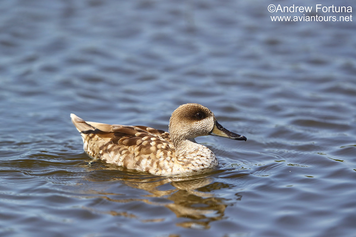 Aviantours's tweet photo. Marbled duck showing well, photographed during one of our #birdwatching #birdpphotography tours in Southern Spain https://t.co/Tqvr8vRd6j https://t.co/97s1rWMl4m