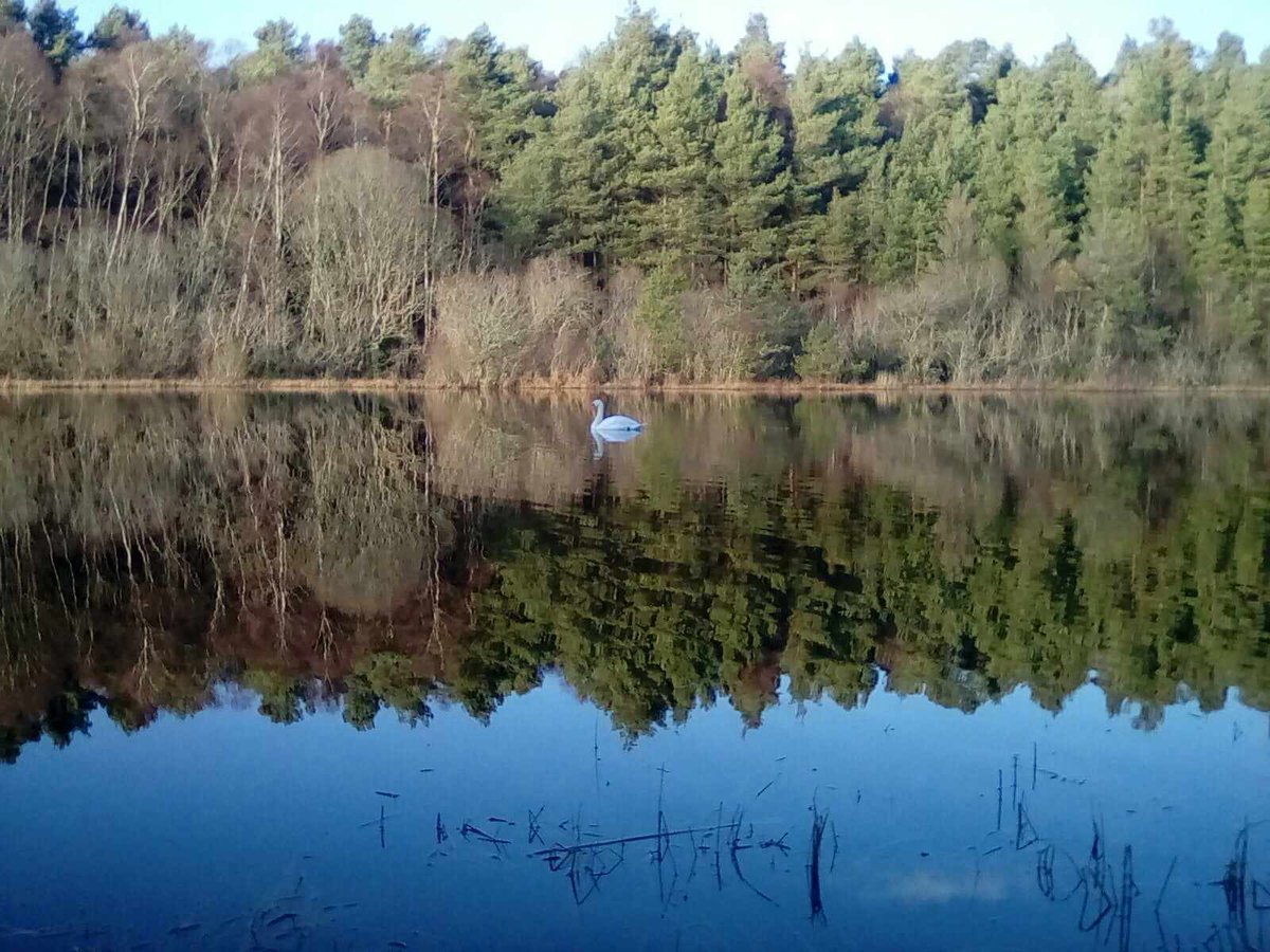 DavidRoger1951's tweet photo. One of the quietest places I know - lochan deep inside #Culbin forest π³π
#AlphabetChallenge #WeekQforQs https://t.co/kb172SCaVM