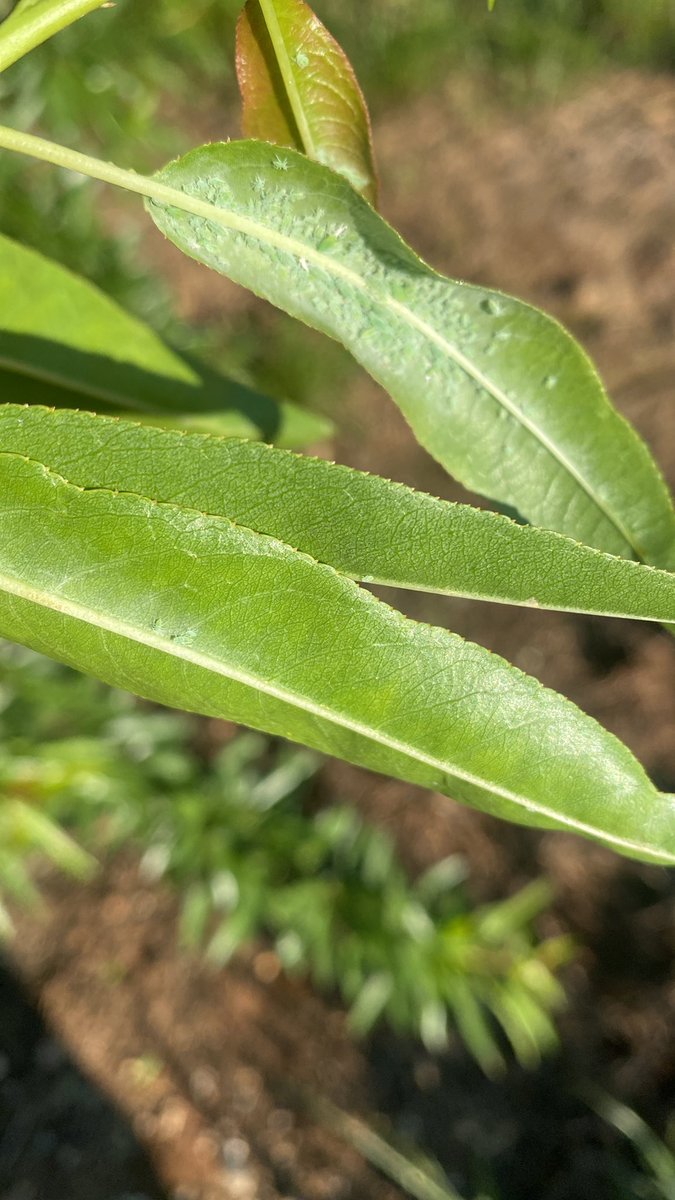 #Agropopular1Millon Buenos días desde Cordoba, donde empiezan las temperaturas a subir, nos toca el verano. Intentando terminar las faenas después del temporalLa respuesta es Franciscus.