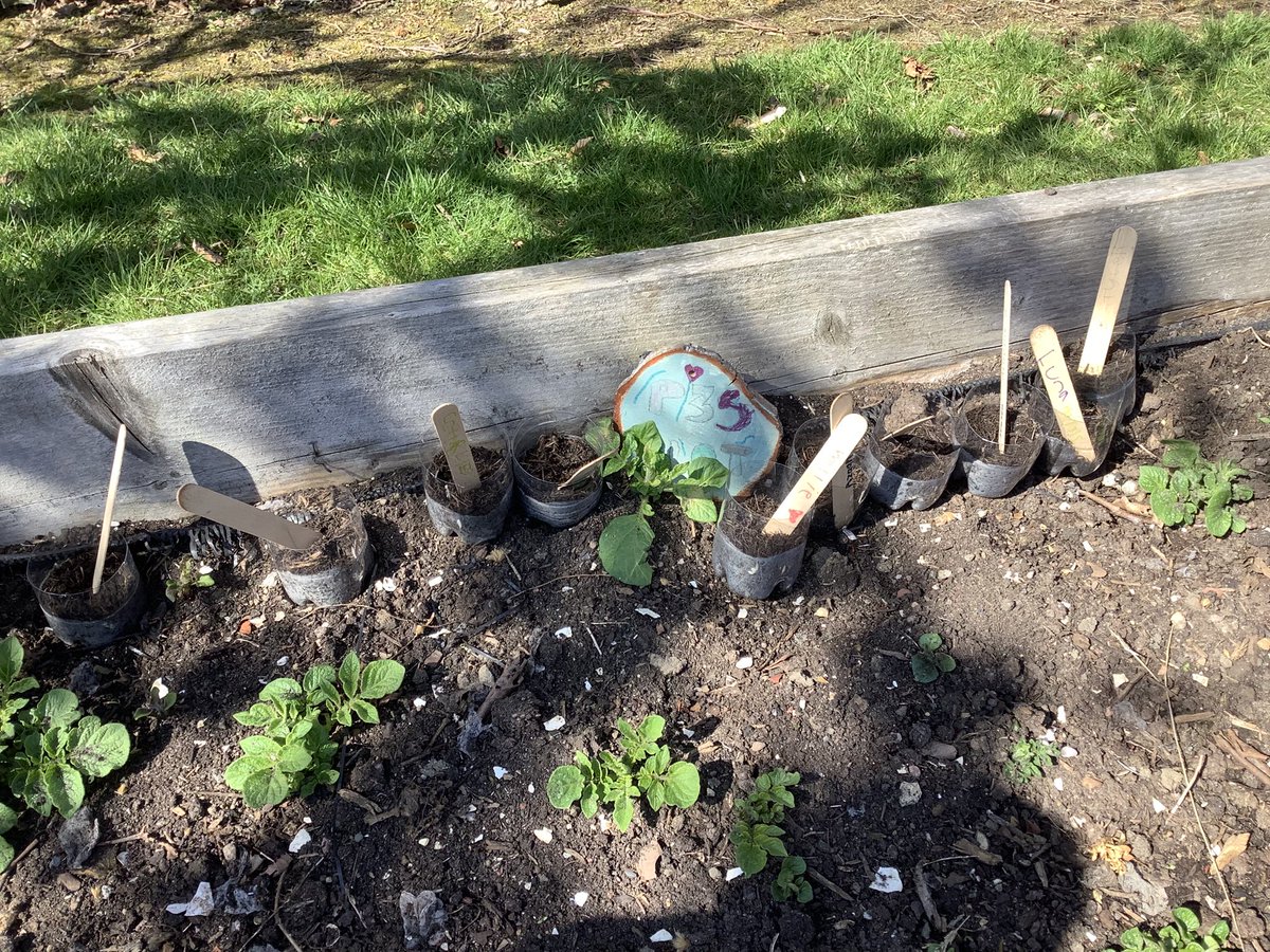 Harrysmuir Primary (@harrysmuirps) on Twitter photo P3s had to read & correctly sequence instructions on how to plant beans π«. Then they carried out the instructions with a partner and finally the beans were placed outside in their class planters. <a href="/MrsCarder_hps/">Elaine Carder</a> very impressed andπ€ the beans will begin to grow. #outdoorlearning P3s had to read & correctly sequence instructions on how to plant beans π«. Then they carried out the instructions with a partner and finally the beans were placed outside in their class planters. <a href="/MrsCarder_hps/">Elaine Carder</a> very impressed andπ€ the beans will begin to grow. #outdoorlearning