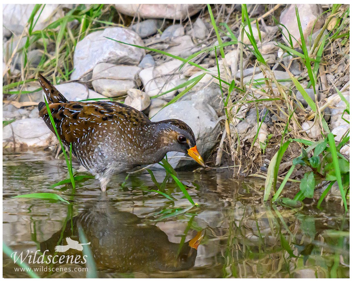 John Gardner (@wildscenesuk) on Twitter photo Spotted crake affording super photo ops at Aiga Varvara in Cyprus.
<a href="/birdlifecyprus/">BirdLife Cyprus</a> <a href="/birdsaroundcy/">BirdsAroundCyprus</a>
#Cyprus #NaturePhotography Spotted crake affording super photo ops at Aiga Varvara in Cyprus.
<a href="/birdlifecyprus/">BirdLife Cyprus</a> <a href="/birdsaroundcy/">BirdsAroundCyprus</a>
#Cyprus #NaturePhotography