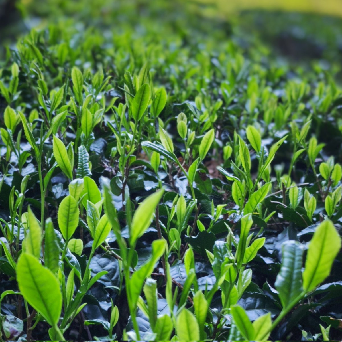 at2min's tweet image. お茶摘みなう。