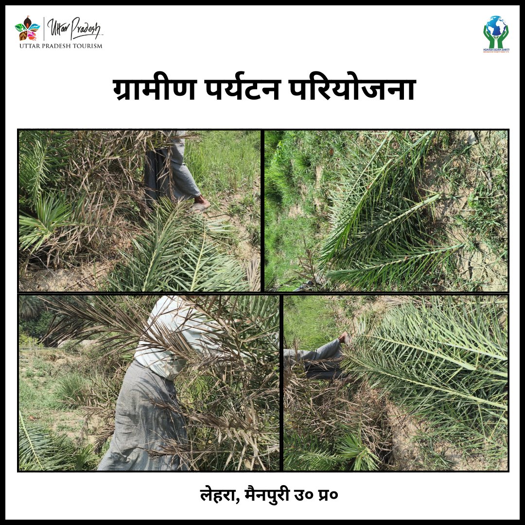 LehraMainpuri's tweet photo. पर्यटन ग्राम - लेहरा, मैनपुरी में खजूर के पेड़ से चटाई बनाने के लिए कच्चा माल इकट्ठा करते हुए। #Rural #RuralHeritage #Heritage #UttarPradeshCountryside #Village #UttarPradeshUnplugged #RuralHeritageUP #TraditionalTrails #RuralUttarPradesh #LocalLife #Local #UttarPradeshTourism https://t.co/d08V3IVz1m