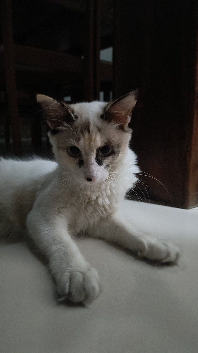 nahquelas's tweet photo. Ela vendo eu chegar tarde do serviço todo dia https://t.co/1AC3ynTOqA