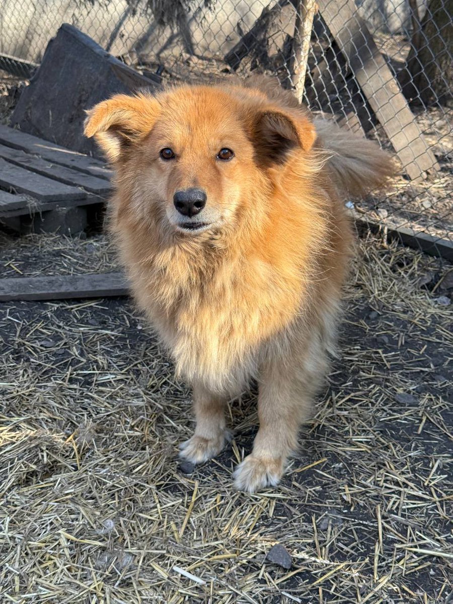 друзі, будь ласка, киньте ще по 50 гривень для собачок з притулку.

скоро вже треба закупати нову місячну партію корму, також зараз треба побудувати ще один нормальний вольєр замість одного із розвалених.

зробіть, будь ласка, поширення.

банка:

send.monobank.ua/jar/3RurDSLnDV