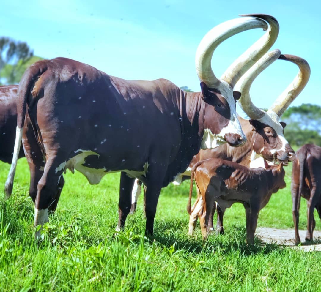 tken9914's tweet photo. Ankole the Land of beautiful creatures 😍 @CattleAnkole @AnkoleArchives https://t.co/VLbWIp4TqB