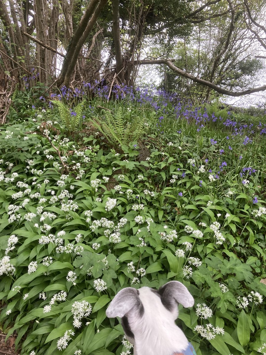 archangel tweet media