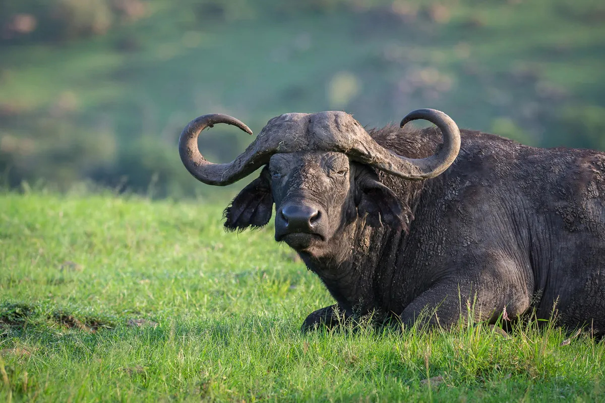 SafariHerd's tweet photo. A chilly morning in the African savannah.
Learn more about African safari: https://t.co/9yTxA7Y42w

Credits © Angama Mara #Africatravel #Africansafari https://t.co/uLde1zfYmM