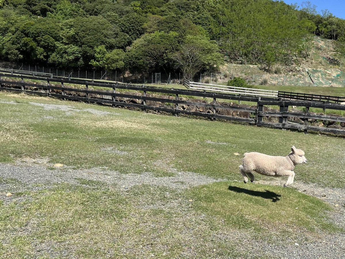 englandhill_zoo's tweet photo. https://t.co/XkWxjd9qeF