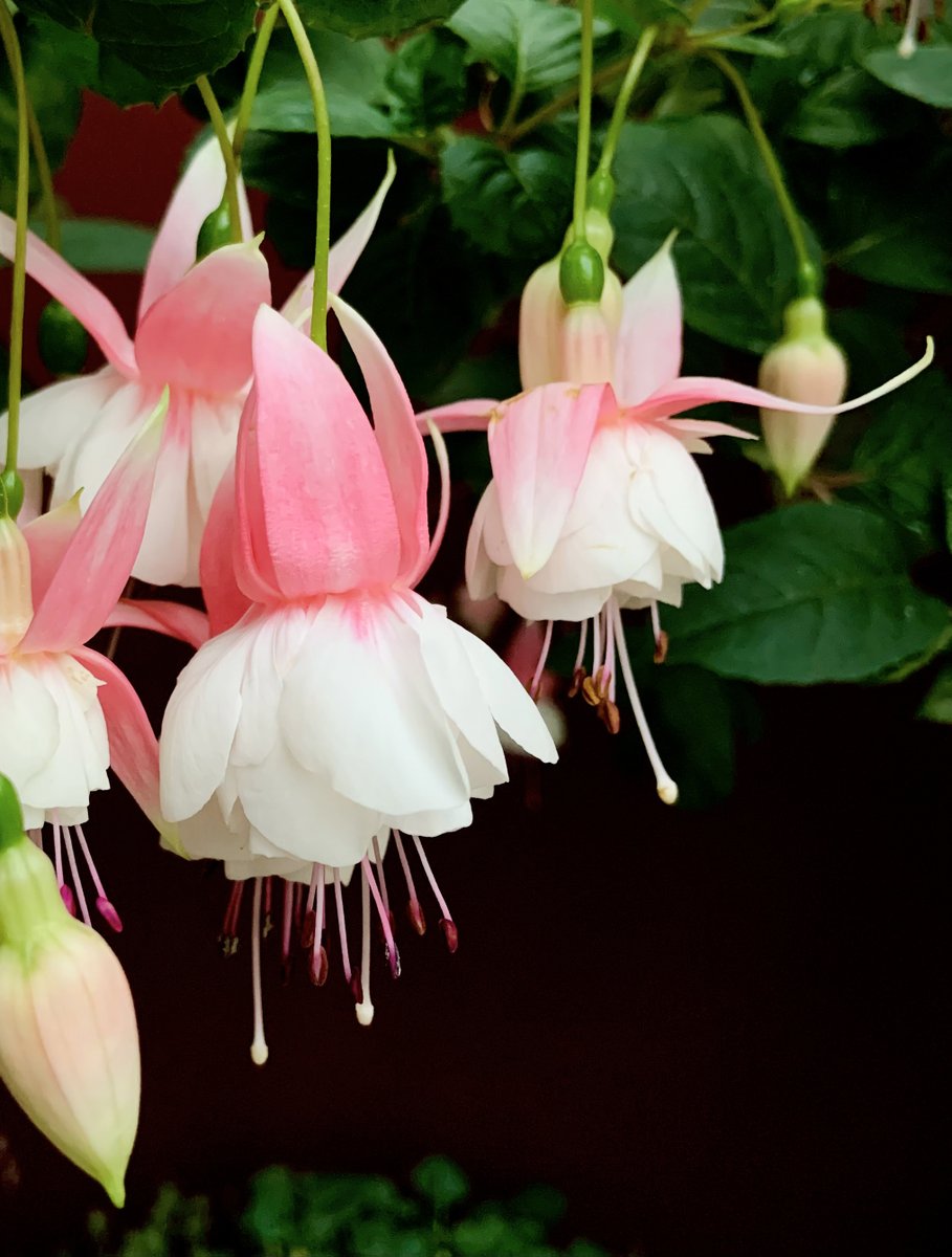 Hasu August tweet media