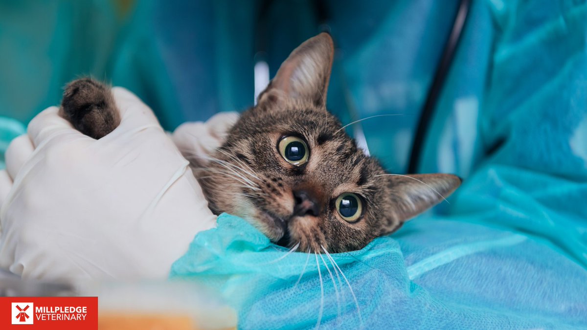 Millpledge Veterinary tweet media